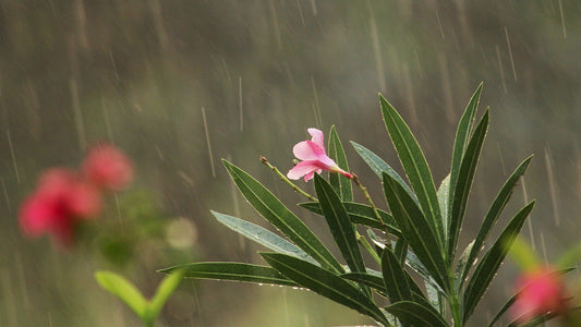 Ayurvedic Skincare routine during Monsoon season