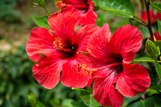 Ayurvedic Benefits of Hibiscus in Hair Care