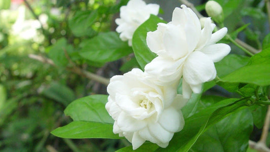 Advantages of Jasmine on Skin during Winter